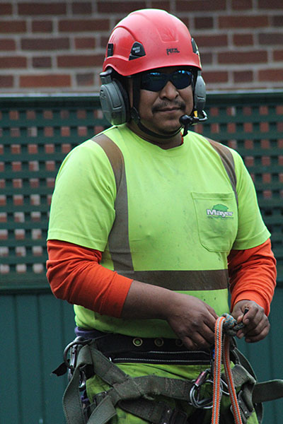 Learn more about our industry today! Arborist man wearing hard hat and neon green shirt, wearing harness and ropes